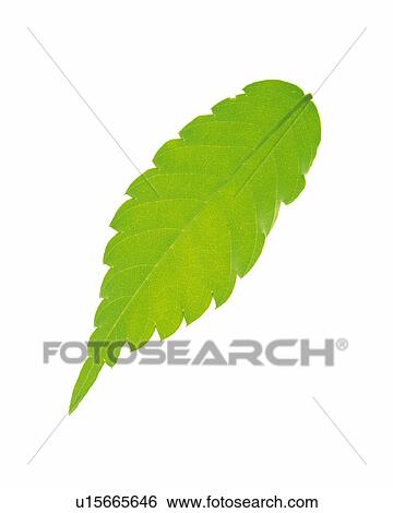 One Single Green Leaf On a White Surface, High Angle View View Large Photo Image Stock Photograph - One Single Green Leaf On a White Surface, High Angle View. Fotosearch