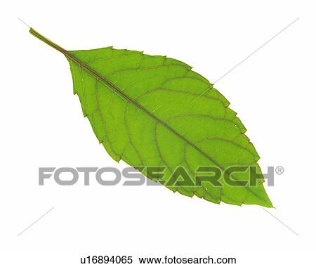 One Single Green Leaf on a White Surface, High Angle View View Large Photo Image Stock Photography - One Single Green Leaf on a White Surface, High Angle View. Fotosearch