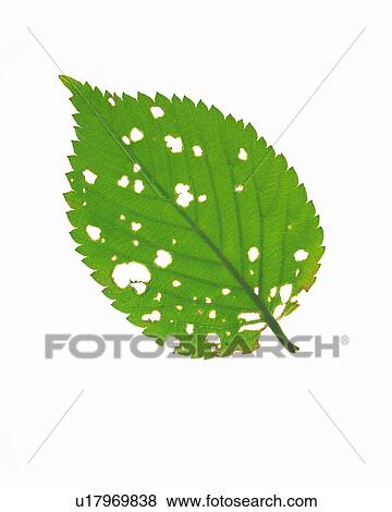 One Single Green Leaf With a Bunch of Holes in It, High Angle View View Large Photo Image Stock Photo - One Single Green Leaf With a Bunch of Holes in It, High Angle View. Fotosearch