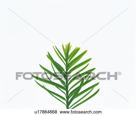 One Single Green Leaf With a White Background, Front View View Large Photo Image Stock Photo - One Single Green Leaf With a White Background, Front View. Fotosearch
