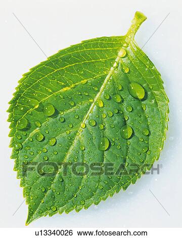 One Single Green Leaf With Waterdrops on the Surface, High Angle View View Large Photo Image Stock Photograph - One Single Green Leaf With Waterdrops on the Surface, High Angle View. Fotosearch