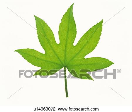 One Single Green Maple Leaf on a White Surface, Front View View Large Photo Image Stock Image - One Single Green Maple Leaf on a White Surface, Front View. Fotosearch