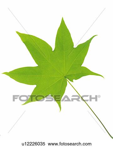 One Single Green Maple Leaf on a White Surface, High Angle View View Large Photo Image Stock Photography - One Single Green Maple Leaf on a White Surface, High Angle View. Fotosearch