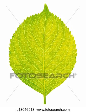 Stock Image -  One Single Light Green Leaf on a White Surface, High Angle View. Fotosearch