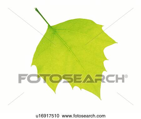 One Single Light Green Leaf on a White Surface, High Angle View View Large Photo Image Stock Image - One Single Light Green Leaf on a White Surface, High Angle View. Fotosearch