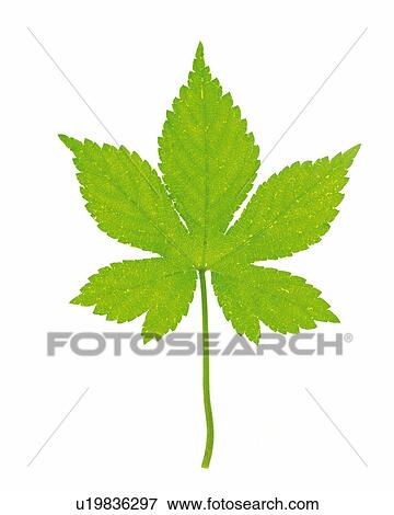 One Single Maple Leaf on a White Surface, High Angle View View Large Photo Image Stock Photo - One Single Maple Leaf on a White Surface, High Angle View. Fotosearch