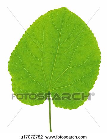 One Single Round Green Leaf on a White Surface, High Angle View View Large Photo Image Stock Image - One Single Round Green Leaf on a White Surface, High Angle View. Fotosearch