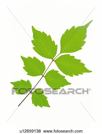 Stock Photo -  Seven Little Green Leaves on a White Surface, High Angle View. Fotosearch