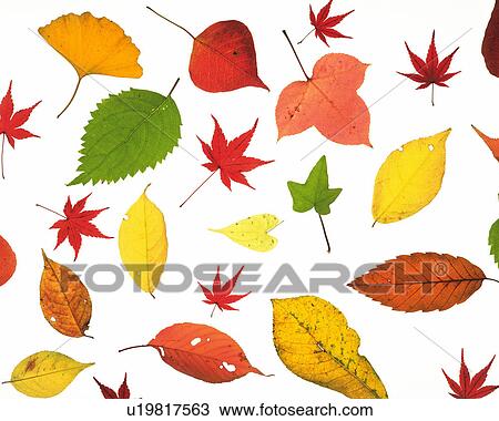 Stock Image -  Several Colorful Leaves Lying on a White Surface, High Angle View. Fotosearch