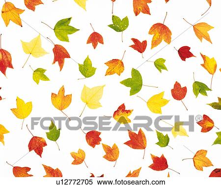 Several Colorful Leaves Lying Together, High Angle View View Large Photo Image Stock Photography - Several Colorful Leaves Lying Together, High Angle View. Fotosearch