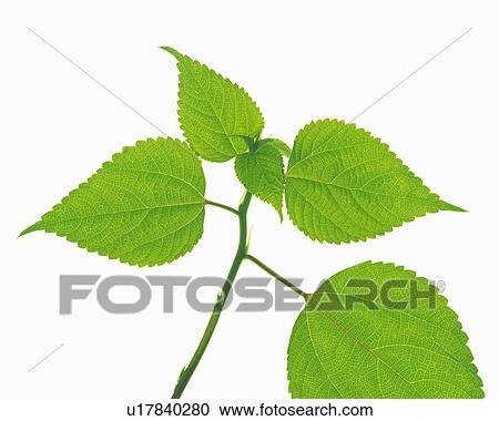 Several Different-sized Green Leaves on a White Surface, High Angle View View Large Photo Image Stock Image - Several Different-sized Green Leaves on a White Surface, High Angle View. Fotosearch