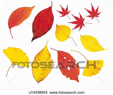 Picture -  Several Different, Yellow and Red-colored Leaves on a White Surface, High Angle View . Fotosearch
