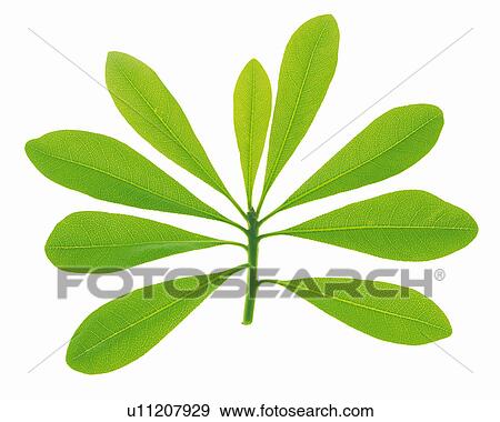 Stock Photo -  Several Funny Formed Green Leaves With a White Background, Front View. Fotosearch