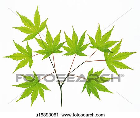 Stock Image -  Several Green Ginkgo Leaves on a White Surface, High Angle View. Fotosearch
