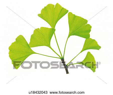 Several Green Ginkgo Leaves on a White Surface, High Angle View View Large Photo Image Stock Image - Several Green Ginkgo Leaves on a White Surface, High Angle View. Fotosearch