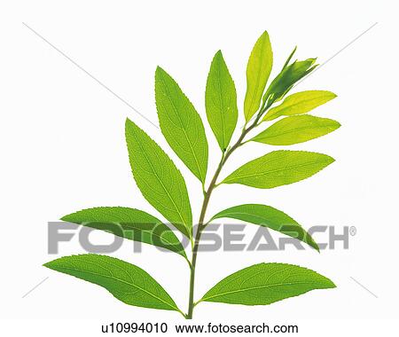 Stock Image -  Several Green Leaves on a White Surface, High Angle View. Fotosearch