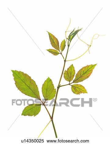Several Little Leaves on a White Surface, High Angle View View Large Photo Image Stock Photography - Several Little Leaves on a White Surface, High Angle View. Fotosearch