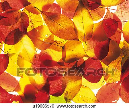 Several Multicolored Leaves Spreading Across the Surface, High Angle View View Large Photo Image Stock Image - Several Multicolored Leaves Spreading Across the Surface, High Angle View. Fotosearch