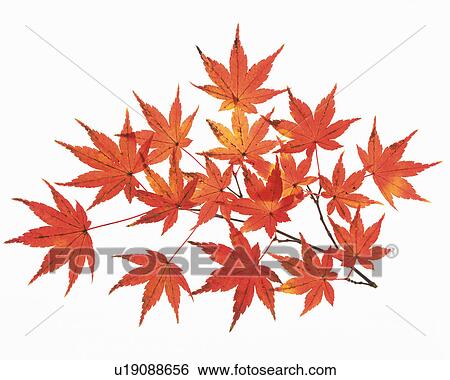 Stock Photograph -  Several Red-colored Maple Leaves, High Angle View. Fotosearch