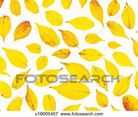 Stock Photo -  Several Yellow-colored Leaves Lying Together on a White Surface, High Angle View. Fotosearch