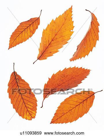 Six Brown-colored Leaves on a White Surface, High Angle View View Large Photo Image Stock Photo - Six Brown-colored Leaves on a White Surface, High Angle View. Fotosearch