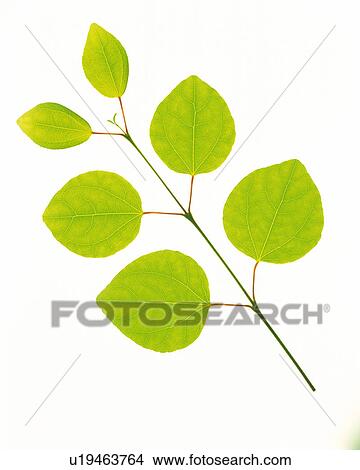 Six Little Green Leaves on a White Surface, High Angle View View Large Photo Image Picture - Six Little Green Leaves on a White Surface, High Angle View. Fotosearch