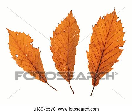 Stock Image -  Three Brown Leaves on a White Surface, High Angle View. Fotosearch