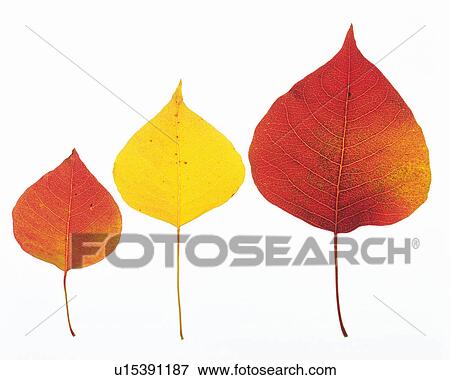 Three Leaves, Two of Them Red, One of Them Yellow, High Angle View View Large Photo Image Stock Photo - Three Leaves, Two of Them Red, One of Them Yellow, High Angle View. Fotosearch