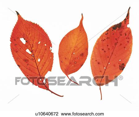 Stock Image -  Three Red-colored Leaves With Several Holes in Them, High Angle View. Fotosearch