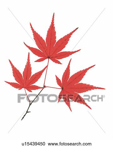 Stock Image -  Three Red-colored Maple Leaves on a White Surface, High Angle View. Fotosearch