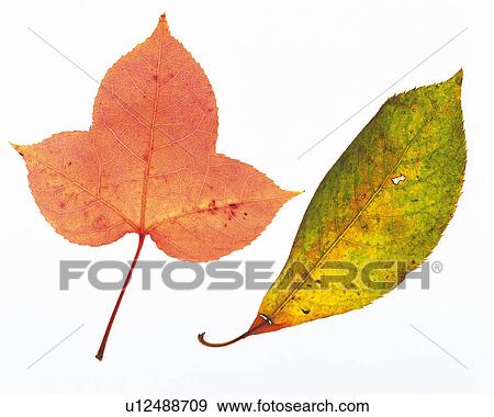 Stock Photo -  Two Different-colored Leaves on a White Surface, High Angle View. Fotosearch