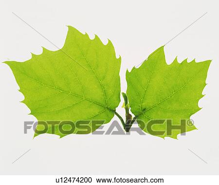 Stock Image -  Two Different-sized Leaves on a White Surface, High Angle View. Fotosearch
