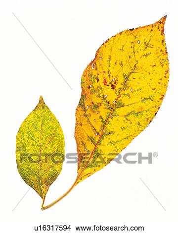 Picture -  Two Different-sized Yellow Leaves on a White Surface, High Angle View. Fotosearch