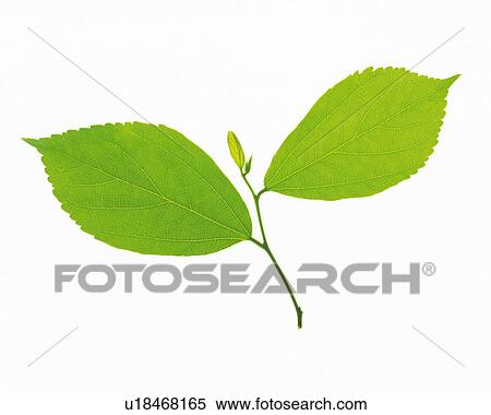 Two Green Leaves on a White Surface, High Angle View View Large Photo Image Stock Photography - Two Green Leaves on a White Surface, High Angle View. Fotosearch