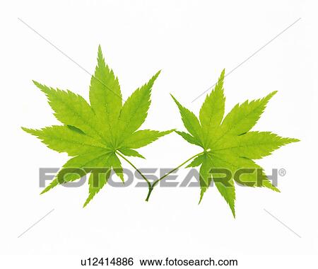 Stock Photograph -  Two Green Maple Leaves on a White Surface, High Angle View. Fotosearch