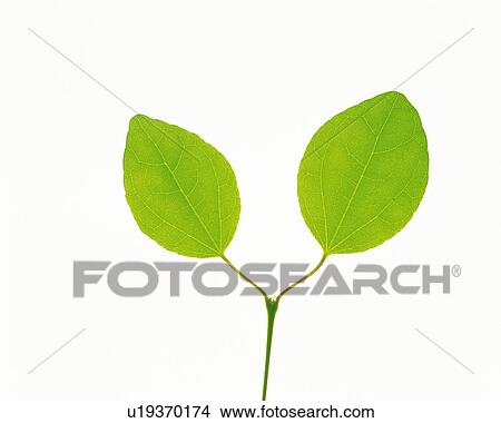 Picture -  Two Little Green Leaves on a White Surface, High Angle View. Fotosearch