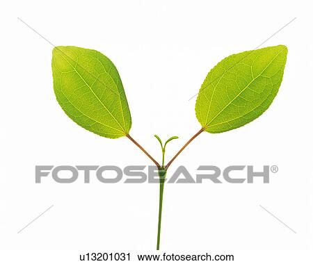 Two Little Green Leaves on a White Surface, High Angle View View Large Photo Image Stock Image - Two Little Green Leaves on a White Surface, High Angle View. Fotosearch