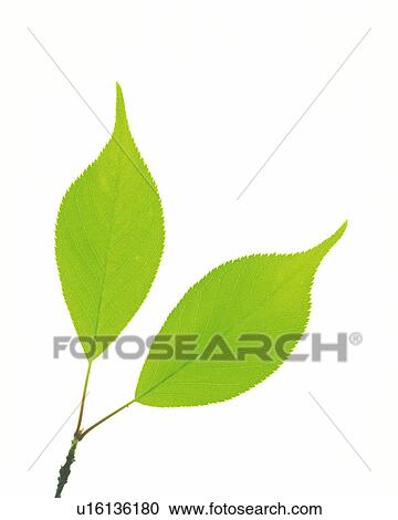Two Little Green Leaves on a White Surface, High Angle View View Large Photo Image Stock Image - Two Little Green Leaves on a White Surface, High Angle View. Fotosearch