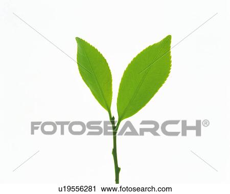 Two Little Green Leaves on a White Surface, High Angle View View Large Photo Image Stock Image - Two Little Green Leaves on a White Surface, High Angle View. Fotosearch