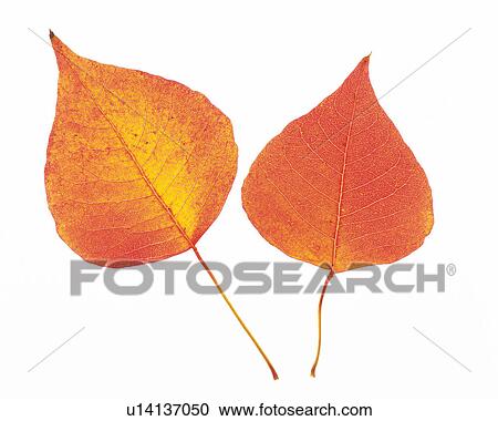Stock Image -  Two Red-colored Leaves on a White Surface, High Angle View. Fotosearch