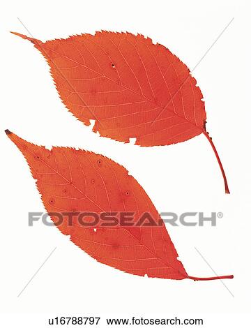Two Red-colored Leaves With Holes on a White Surface, High Angle View View Large Photo Image Stock Photo - Two Red-colored Leaves With Holes on a White Surface, High Angle View. Fotosearch