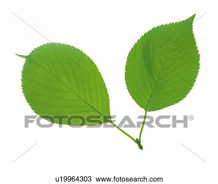 Two Round Green Leaves on a White Surface, High Angle View View Large Photo Image Stock Image - Two Round Green Leaves on a White Surface, High Angle View. Fotosearch