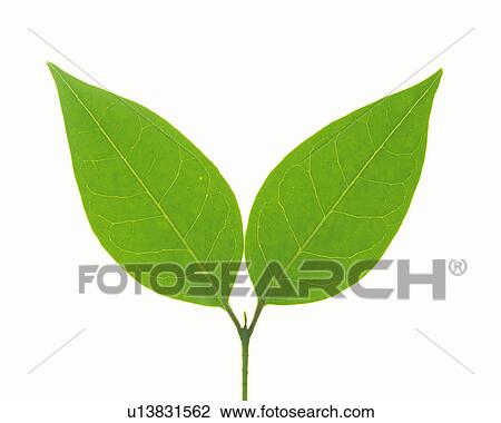 Stock Image -  Two Same-sized Green Leaves on a White Surface, Front View. Fotosearch
