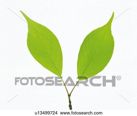 Two Same-sized Light Green Leaves With a White Background, Front View View Large Photo Image Picture - Two Same-sized Light Green Leaves With a White Background, Front View. Fotosearch