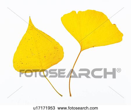 Stock Image -  Two Yellow Leaves, One of Them a Ginkgo Leaf, High Angle View. Fotosearch