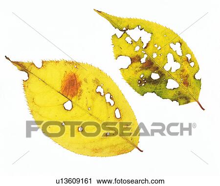 Stock Image -  Two Yellow Leaves With Holes In Them, High Angle View. Fotosearch