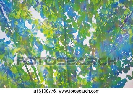 Fresh Green Leaves, Close Up, Lens Flare View Large Photo Image Stock Photograph - Fresh Green Leaves, Close Up, Lens Flare. Fotosearch