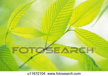 Picture - Fresh Green Leaves, Close Up, Differential Focus. Fotosearch