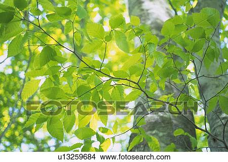 Fresh Green Leaves, Close Up, Differential Focus View Large Photo Image Picture - Fresh Green Leaves, Close Up, Differential Focus. Fotosearch