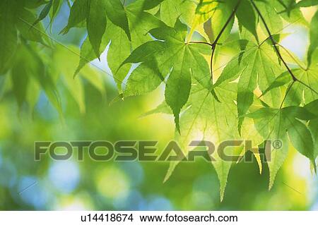 Picture - Fresh Green Leaves, Close Up, Differential Focus, Lens Flare. Fotosearch